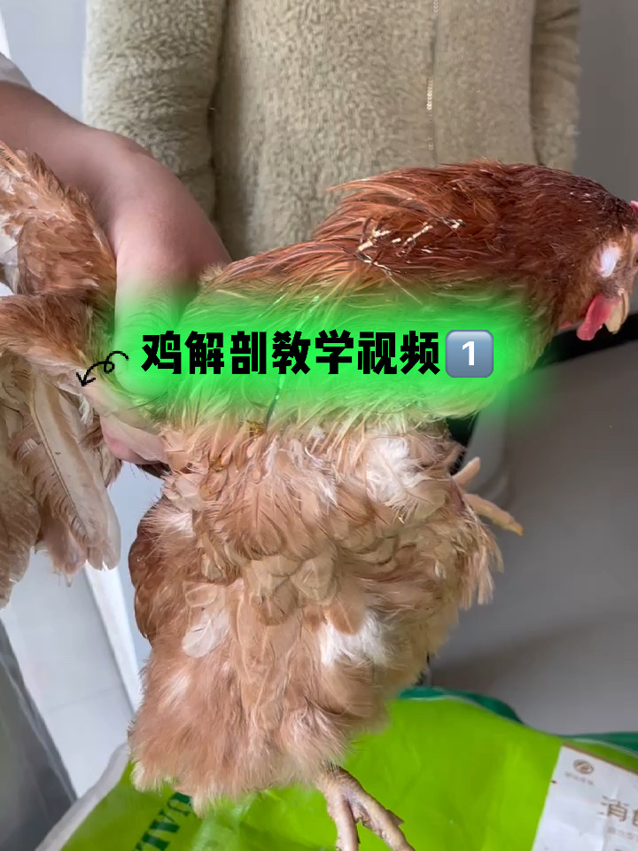 鸡解剖教学视频1
