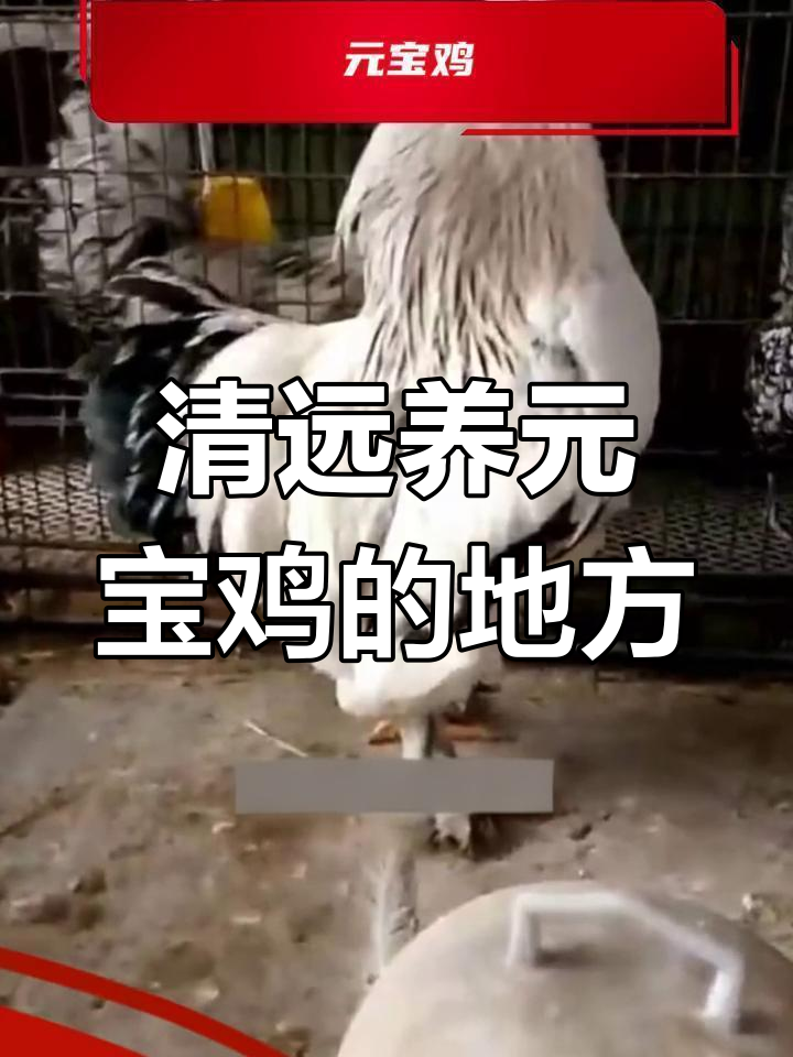 清远市元宝鸡养殖基地,品种多样、毛色亮丽