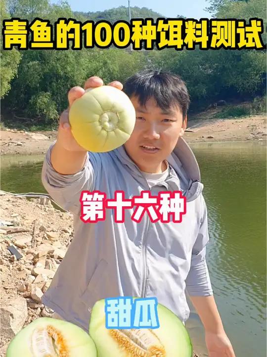 青鱼的100种饵料测试,小时候经常吃的甜瓜,青鱼会不会喜欢吃?本次测试还是分两水下和实战,