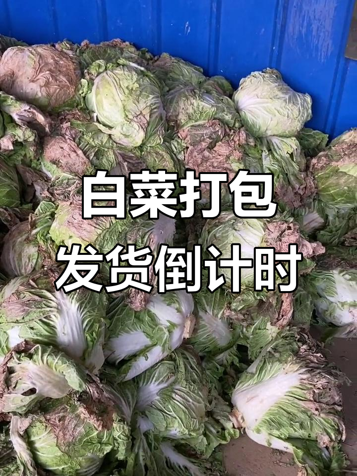 连续三天雨,白菜砍回仓库发货倒计时