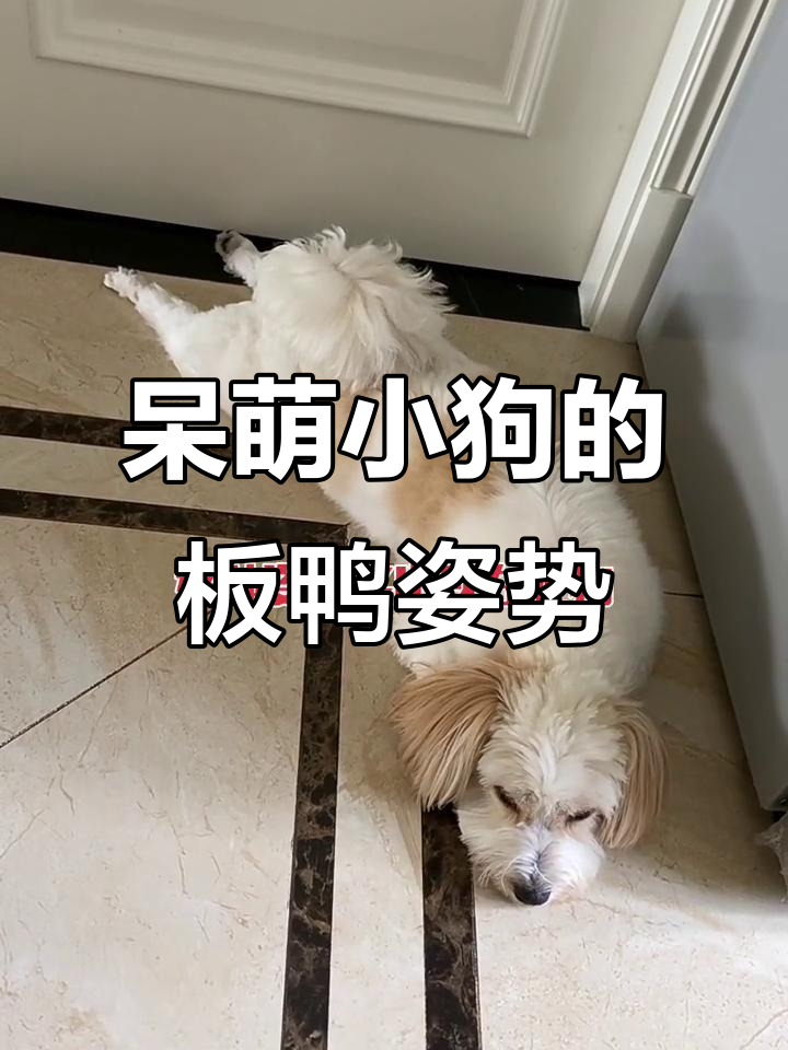 小狗板鸭趴,安静享受放松时光