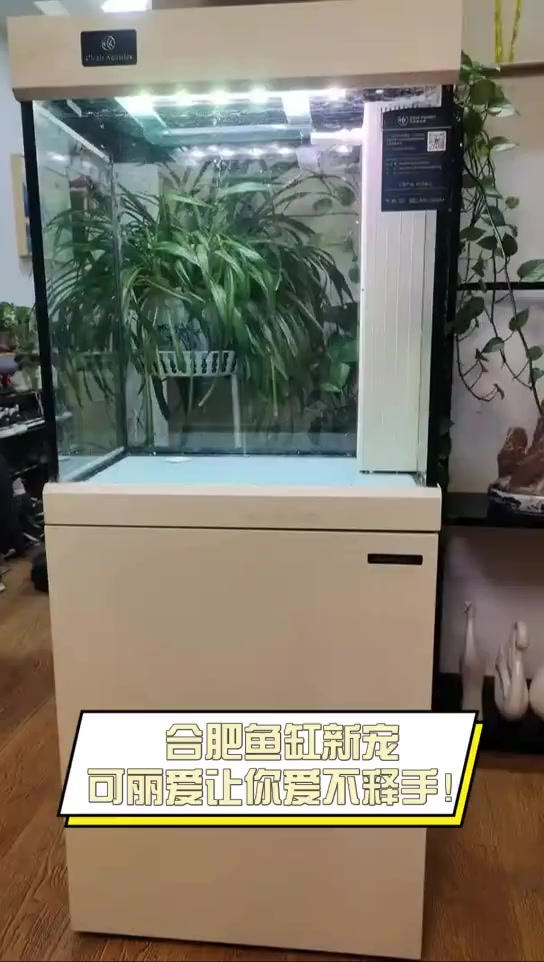 合肥鱼缸新宠,可丽爱让你爱不释手!