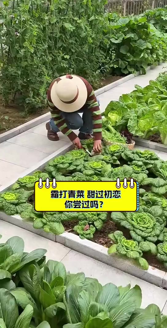 霜打青菜,甜过初恋,你尝过吗?