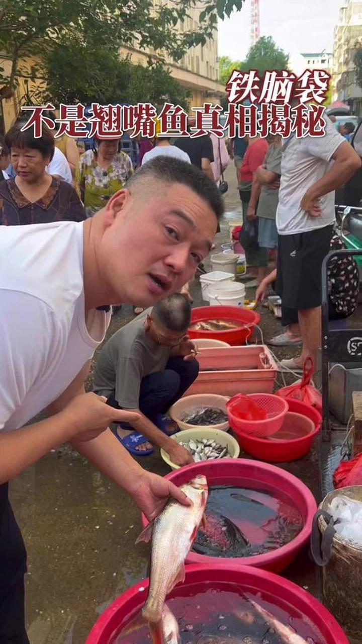 这不是翘嘴,是土话讲的“铁头鱼”