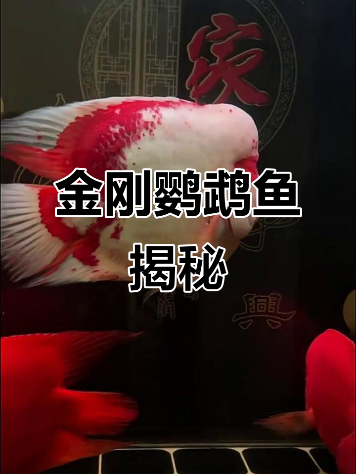 金刚鹦鹉鱼:独特外貌与强悍性格