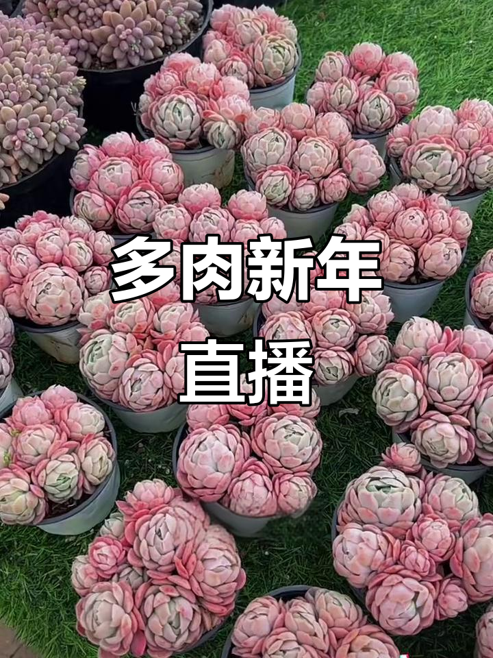 新年直播,多肉美图分享,精彩不断!