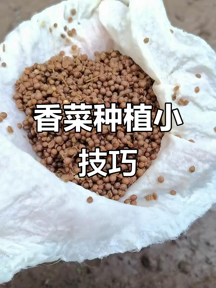香菜种子泡水一天,快速发芽又多