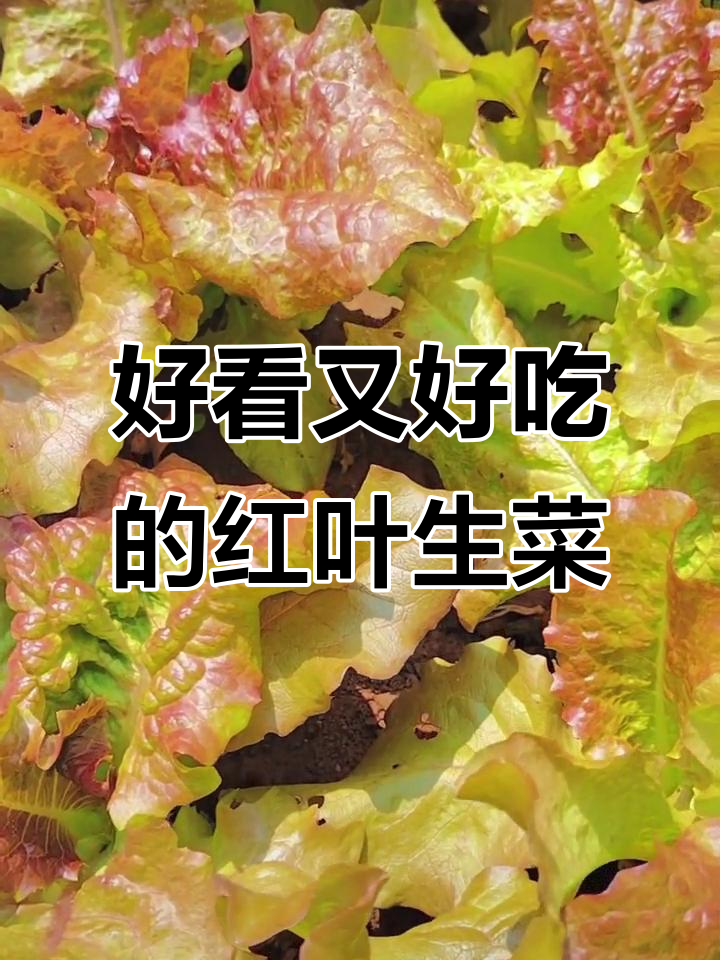 红叶生菜长得快，天然健康又美观