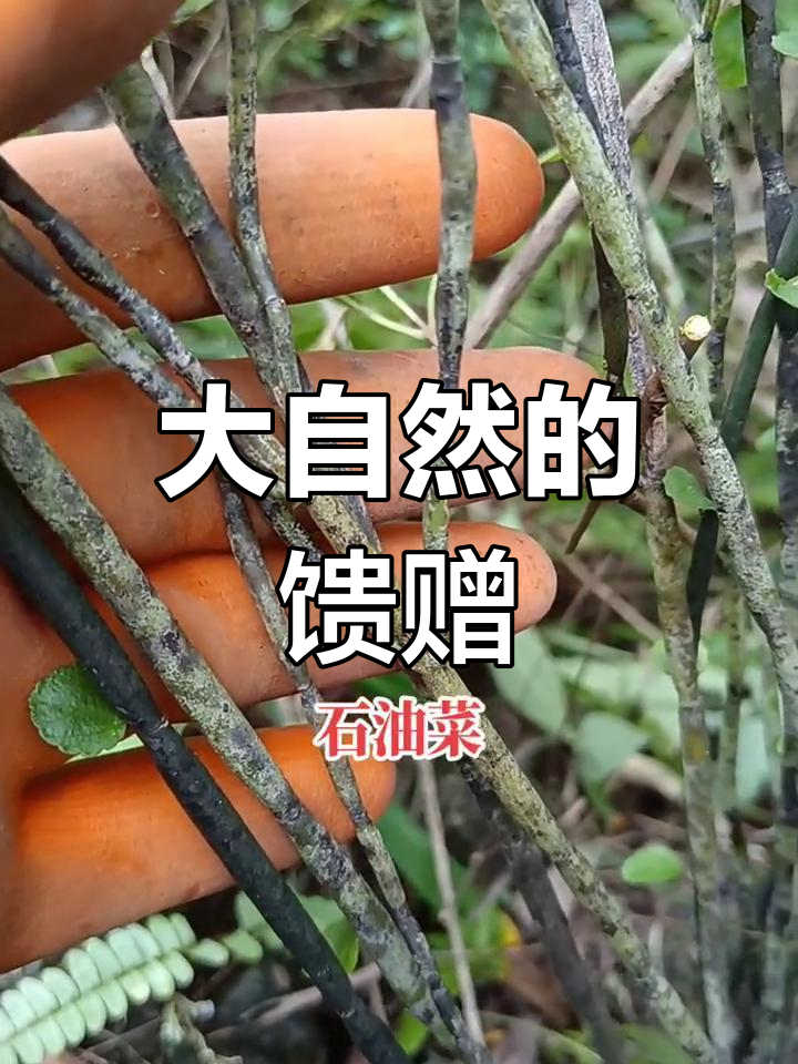 石油菜的独特魅力