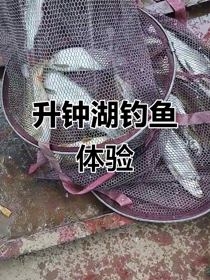 升钟湖钓岛休闲农庄:远投竿挑战大鲤鱼,鲫草混捕乐趣多