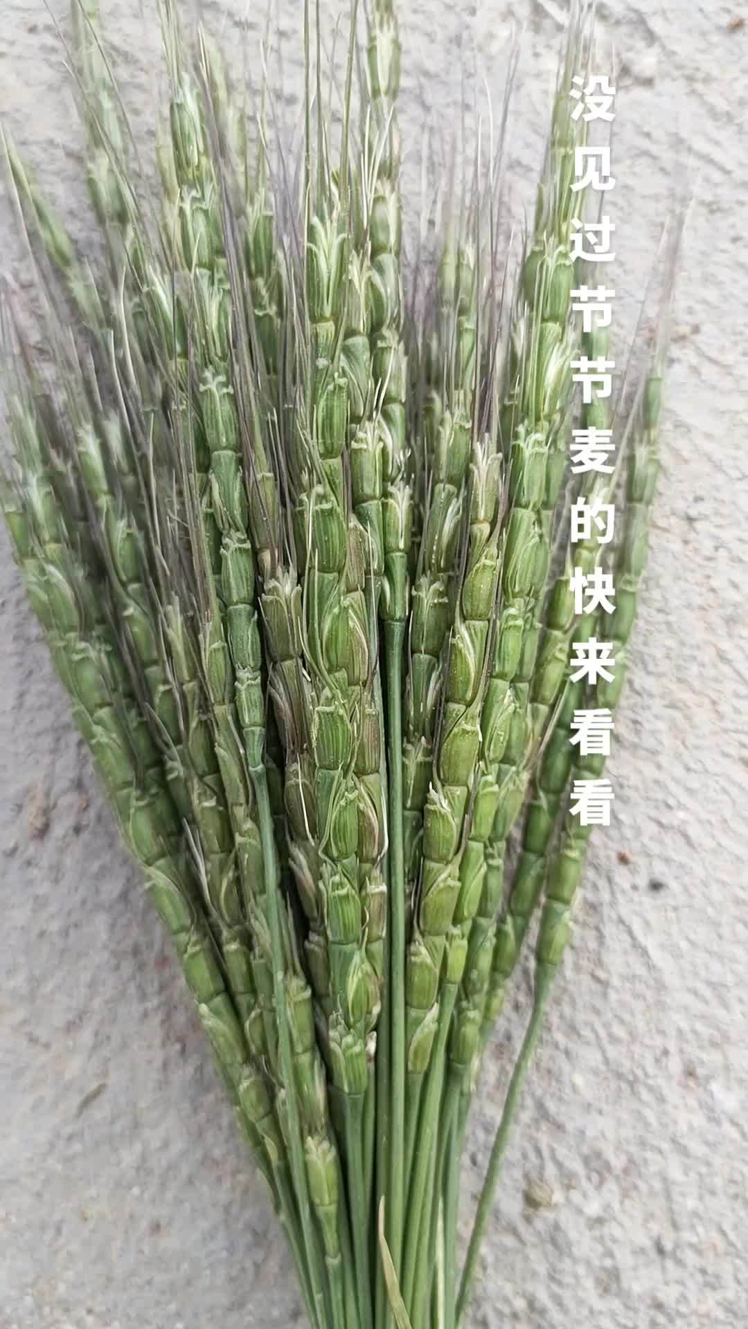 节节麦 你的家乡有这种植物吗