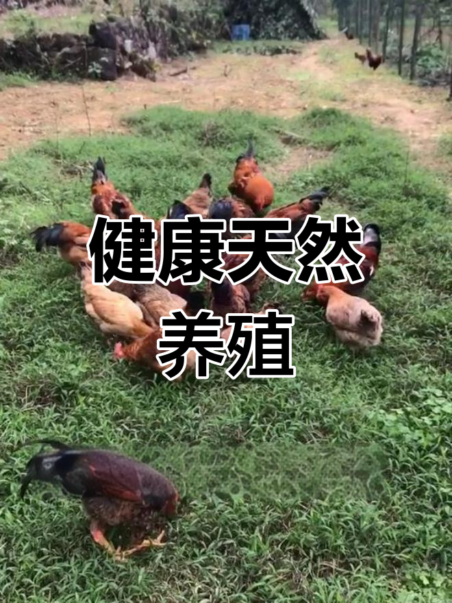 土岩鸡自然饲养,草药喂养,玉米无农药种植