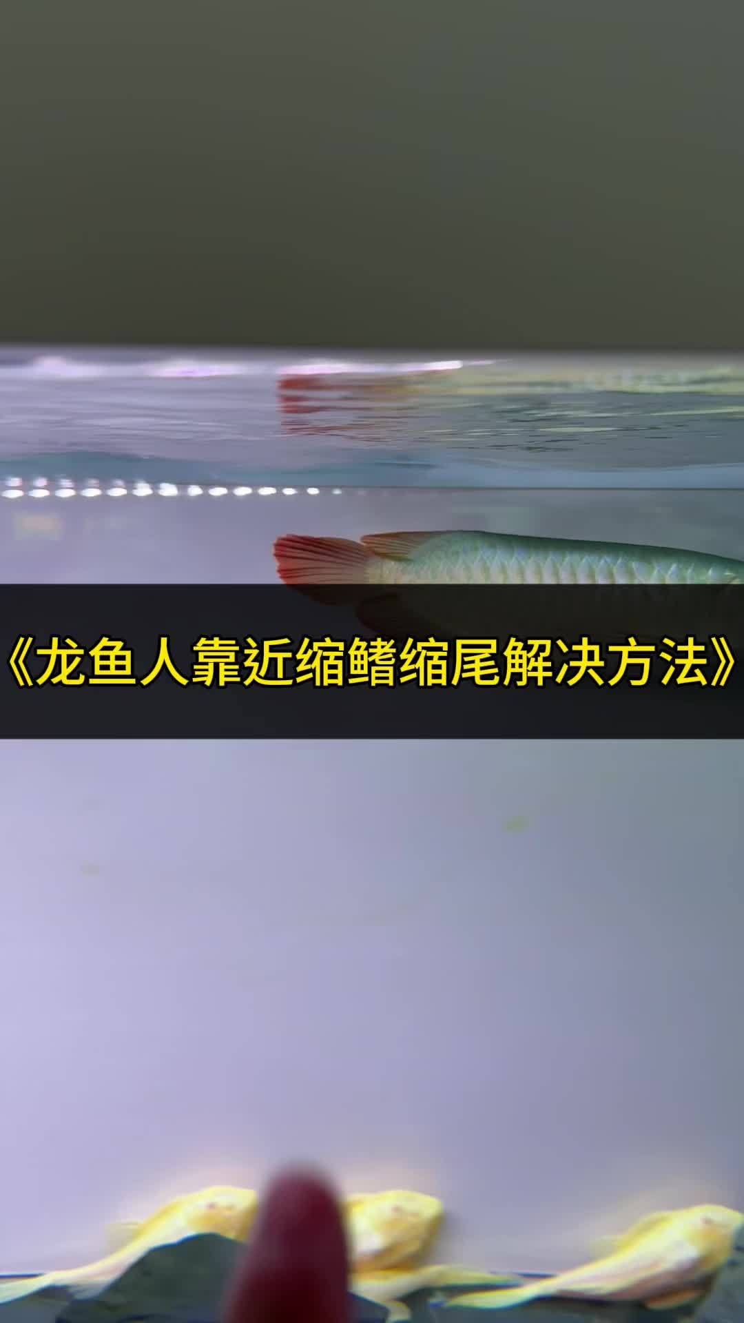 龙鱼尾巴缩鳍缩尾如何快速恢复这个视频或许对你有帮助 龙鱼 观赏鱼 水族 养鱼 鱼缸