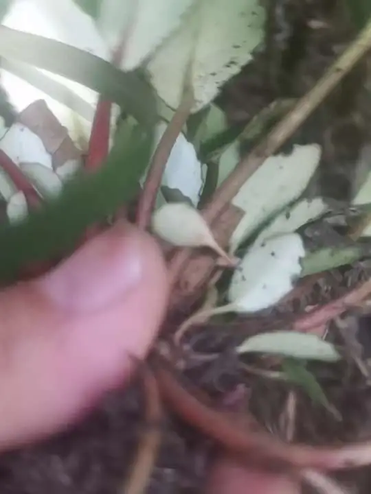 农村户外发现珍贵药材,被称为岩青菜的草本植物!