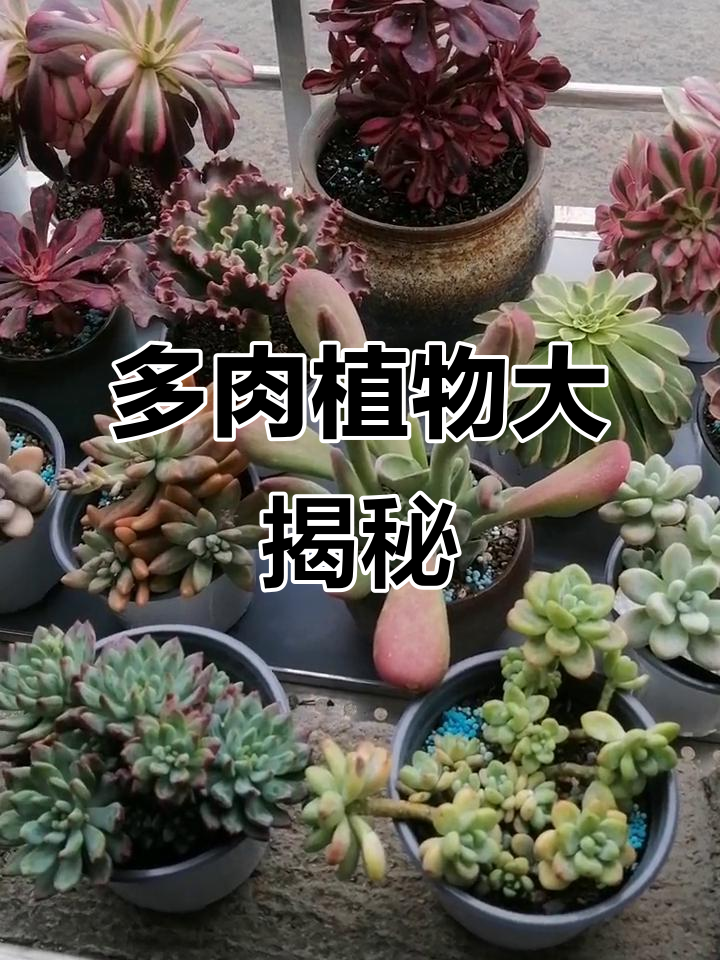 你能认出这些多肉植物吗？女王花笠带你了解常见品种