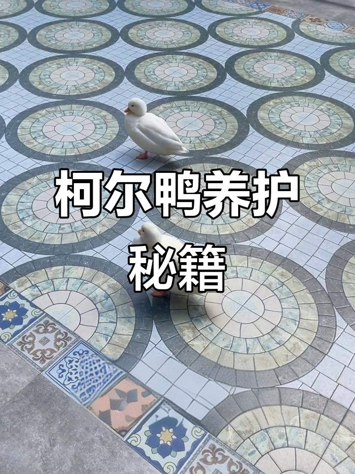柯尔鸭其实很好养，直肠子问题没那么可怕！