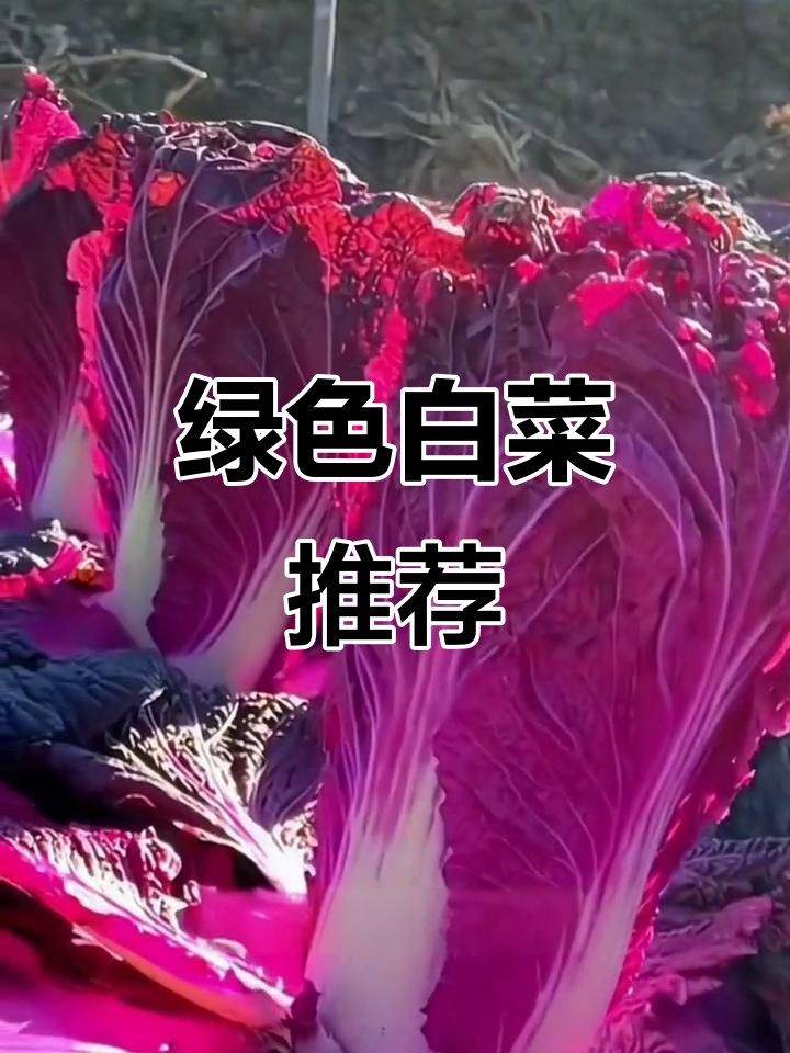 种植白菜,选这款绿色蔬菜,简单又天然