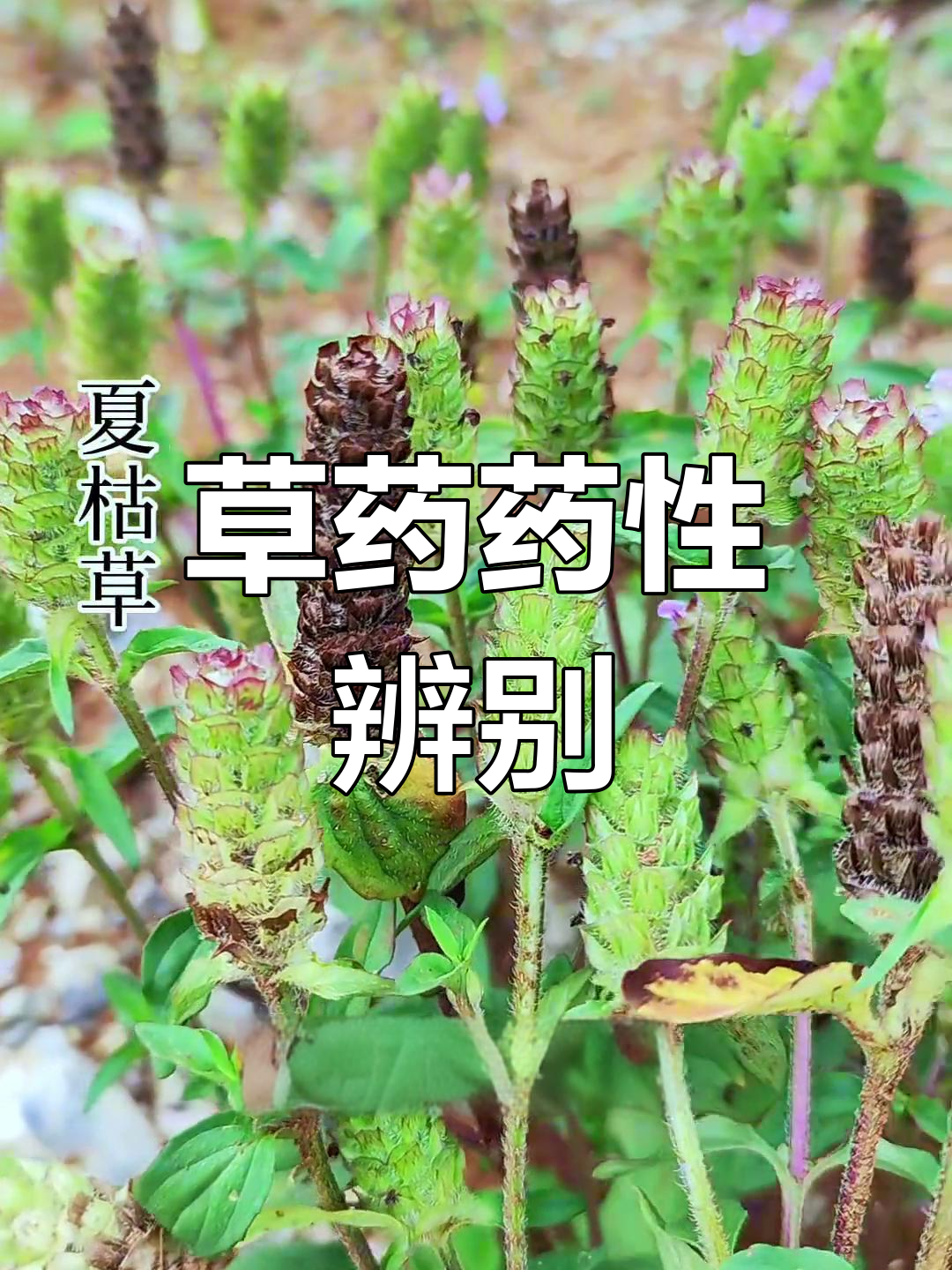 清蒸荷叶鸡香料配方破解,调料配方还原成分检测,腌料,撒料,烧烤料,粉料,食品添加剂破解 荷