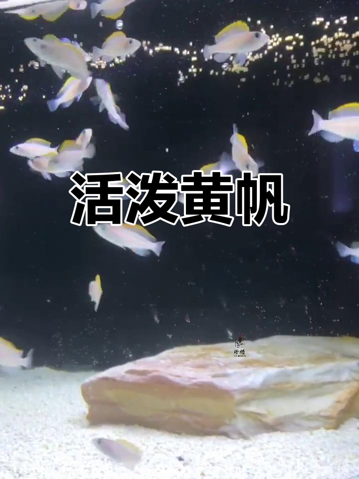 黄帆天堂鸟,小巧而活跃的观赏鱼