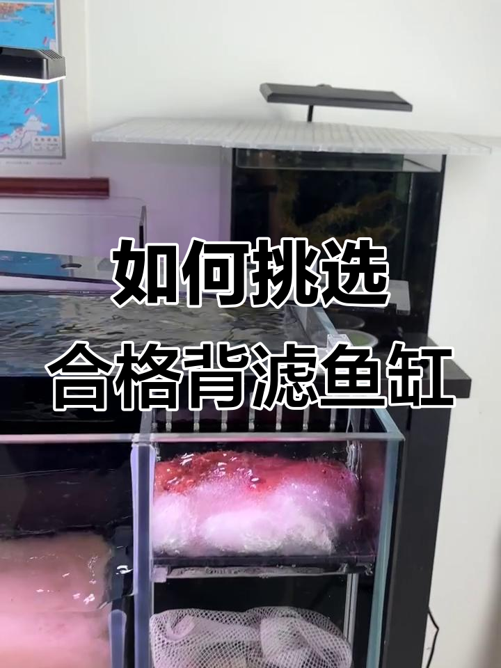 背过滤鱼缸的真正秘密:定水板、双帆板与水泵搭配技巧