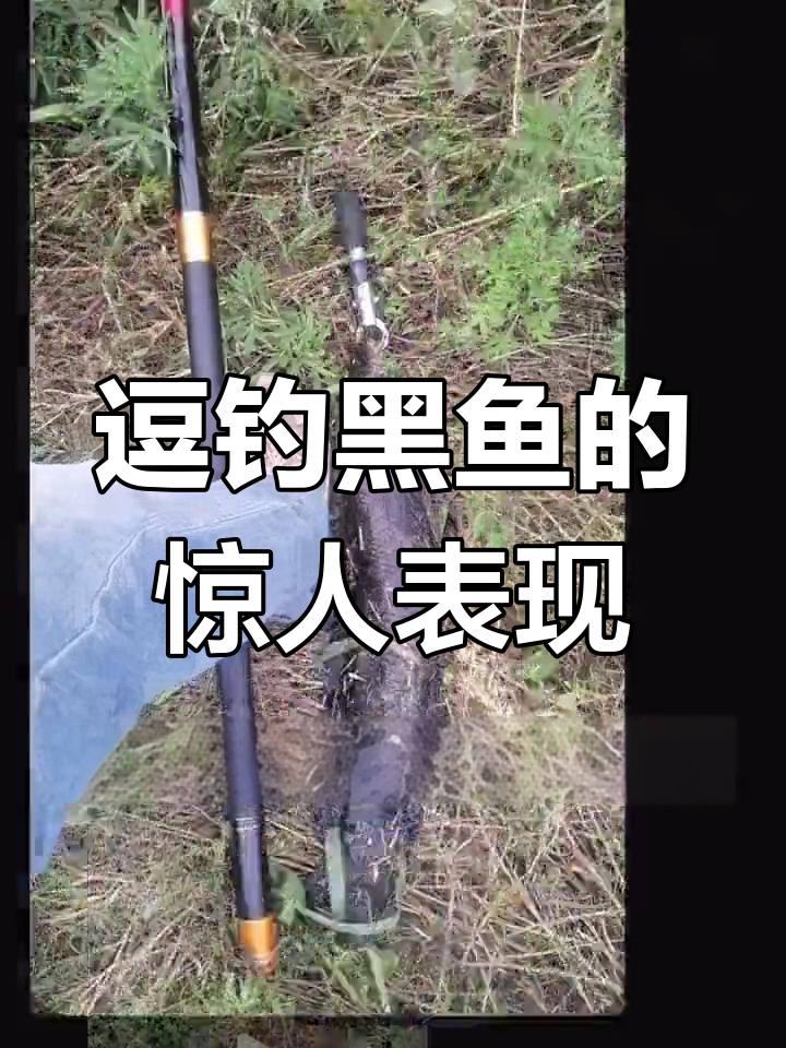 金箍棒钓黑鱼,现场视频揭秘真实效果