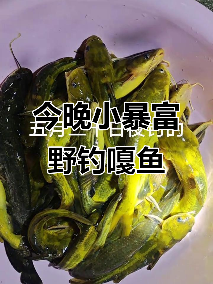 夜钓收获五六斤野生嘎鱼,白天传统钓更有趣