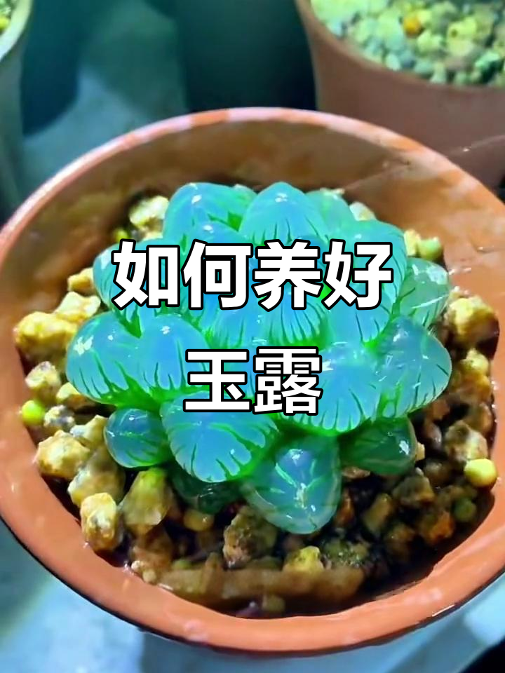 玉露养护三大技巧，轻松打造翠绿透亮的多肉植物