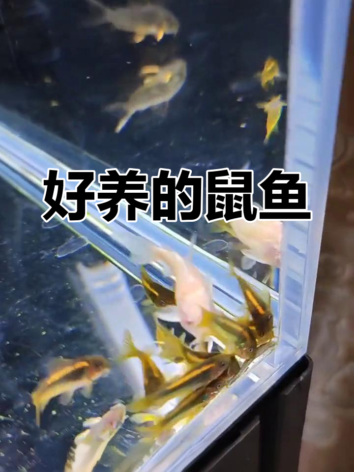 鼠鱼:温顺清理残饵的底层好养鱼