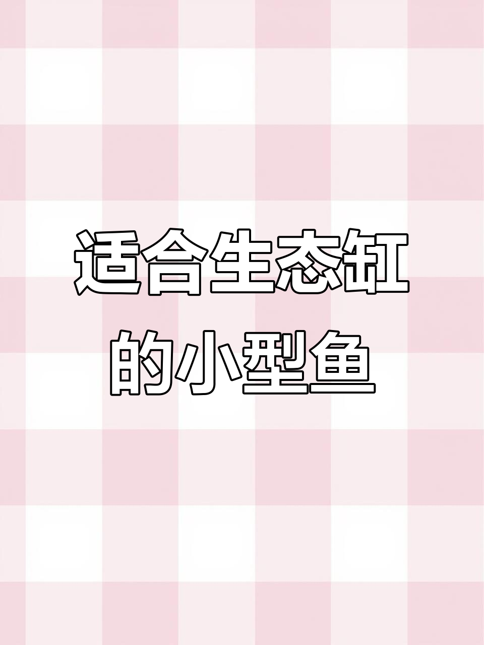 古法生态缸适合养的四种小型鱼,美丽又耐养