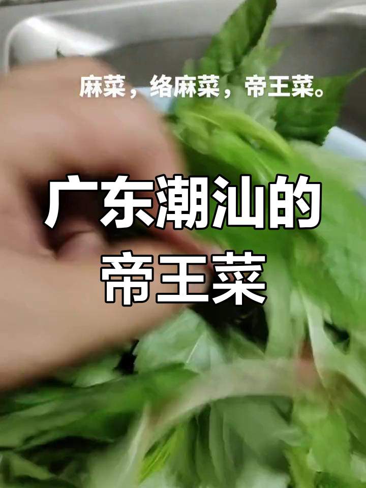潮汕广西特色麻菜,吃法多样又美味