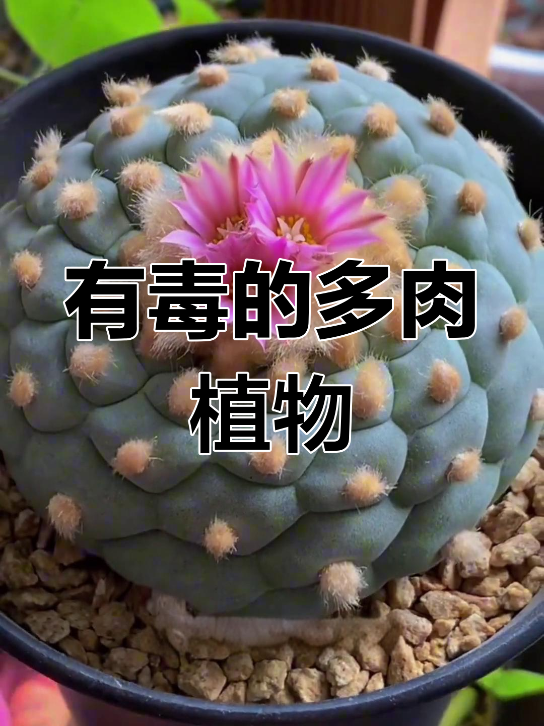 4种有毒多肉,家里有老人孩子的千万别养