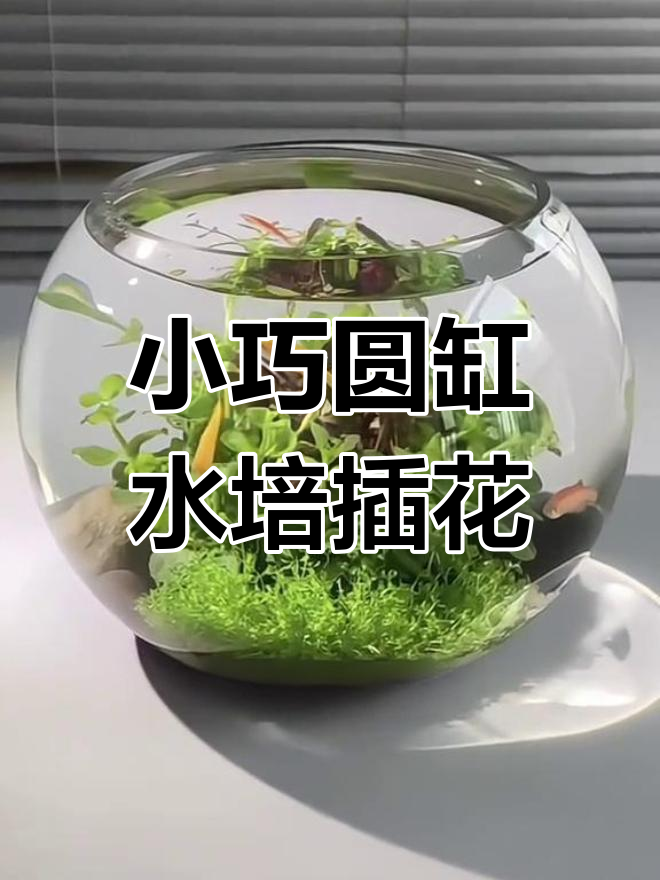 圆形鱼缸造景挑战,小而美桌面水培插花推荐