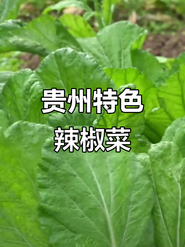 贵州辣菜,冲鼻子又下饭,家乡的味道让人怀念