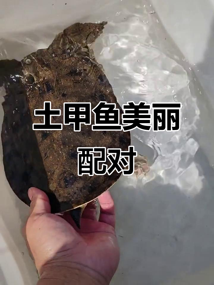 这两只甲鱼真漂亮,公母搭配完美!