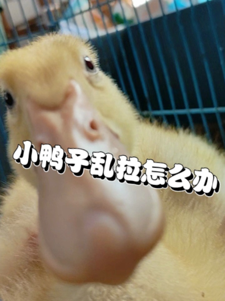 小鸭子乱拉怎么办?