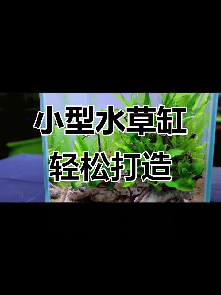 便携式鱼缸造景,简单又有趣