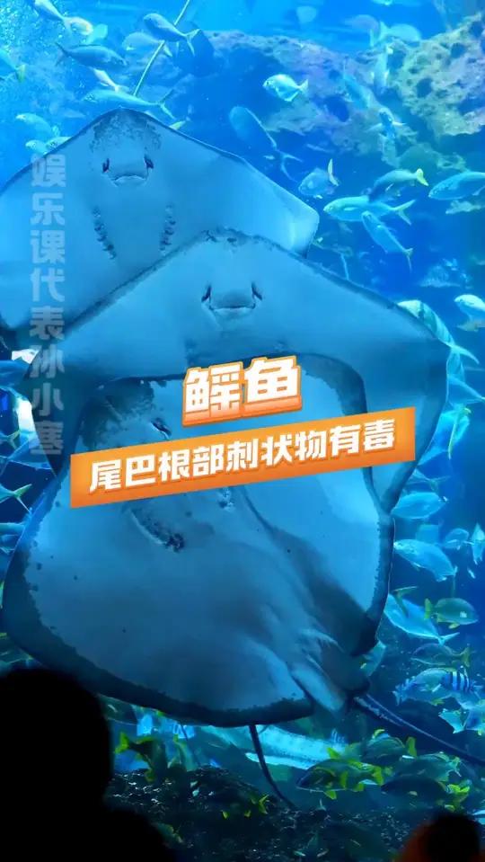 才知道鳐鱼的尾巴这么锋利,大家出海玩一定要注意