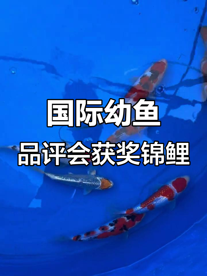 第十二届国际幼鱼品评会圆满落幕,锦鲤大赛精彩瞬间回顾