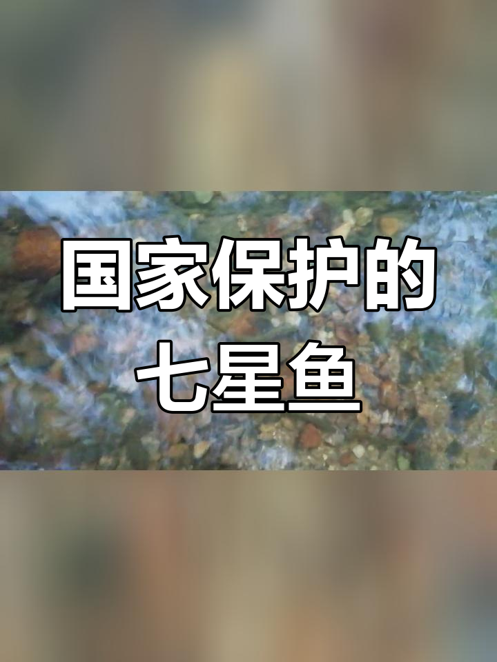远古七星鱼现身,国家二级保护鱼类亮相