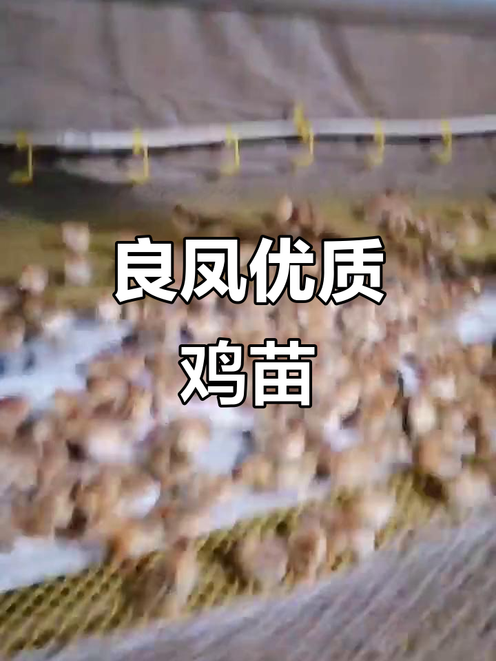 2023年3月21日 南宁良凤公司优质鸡苗助力发展
