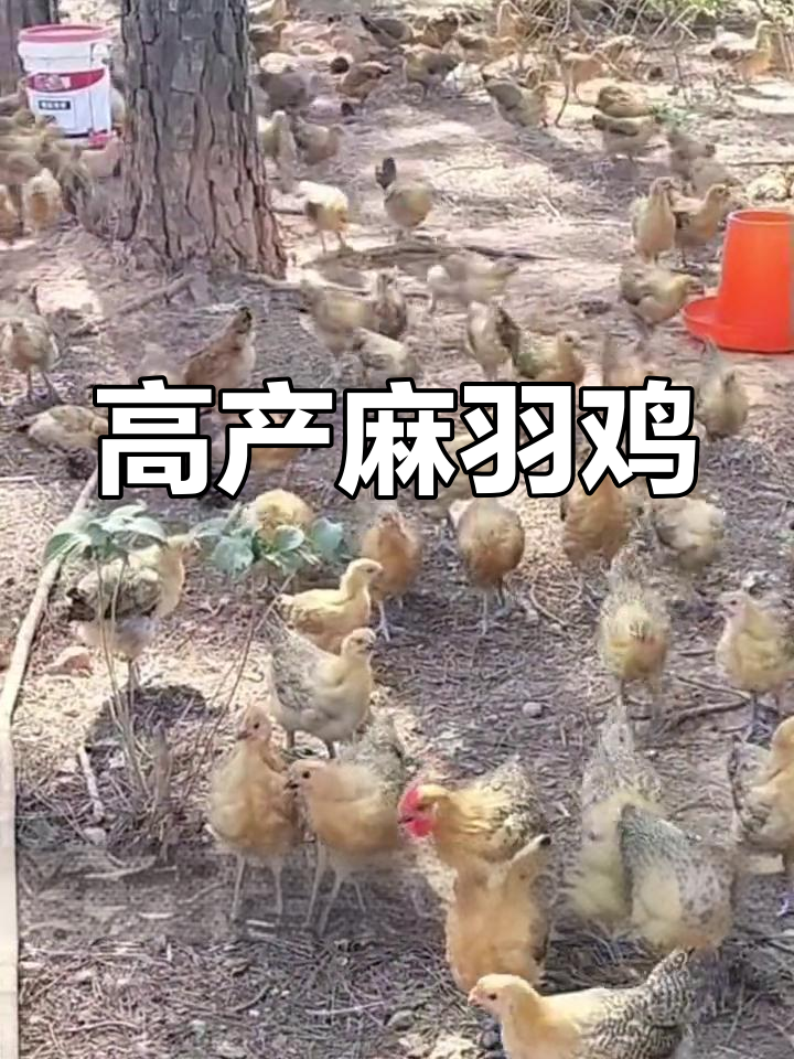 麻羽鸡产蛋多,年产量可达260-300个