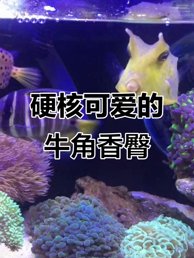 牛角箱鲀:坚硬如铁,可爱又无敌的海水鱼
