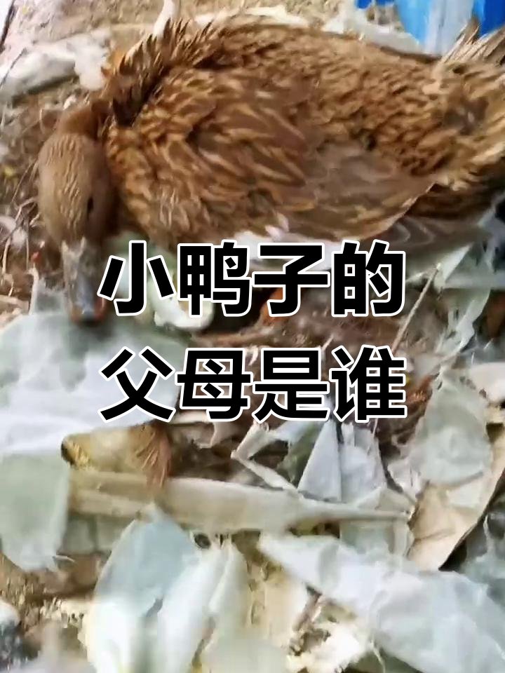 母麻鸭与公番鸭混孵,小鸭子更像谁?