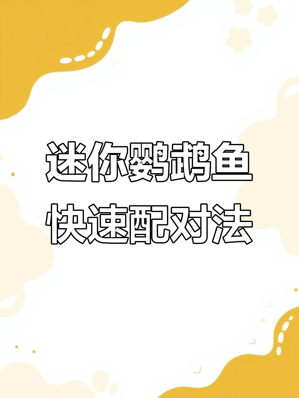 迷你鹦鹉鱼配对小技巧,轻松搞定公母关系