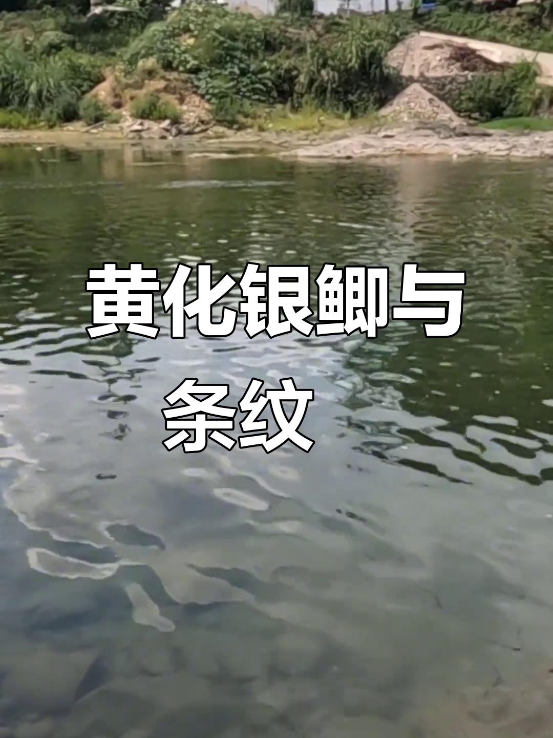 安徽探点遇黄化银鮈,意外解锁新品种条纹鳈