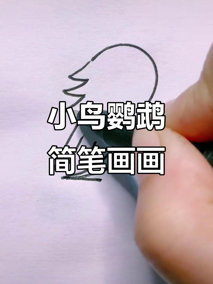 鹦鹉简笔画,轻松学会小动物画法