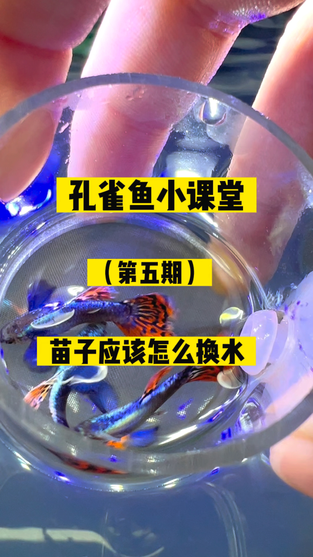 孔雀鱼苗子怎么换水,以及饲养方法