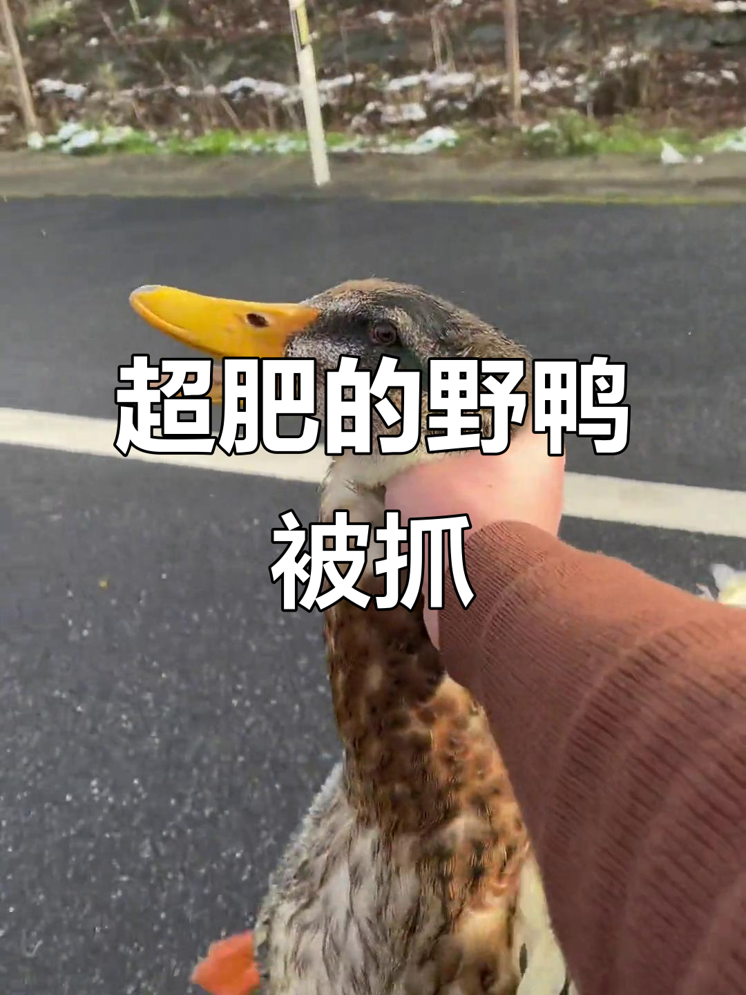 野生鸭子被抓住,五斤重超肥!