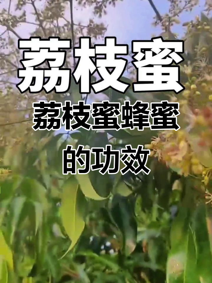 荔枝蜜蜂蜜的强大功效,增强抵抗力、美容养颜又解疲劳