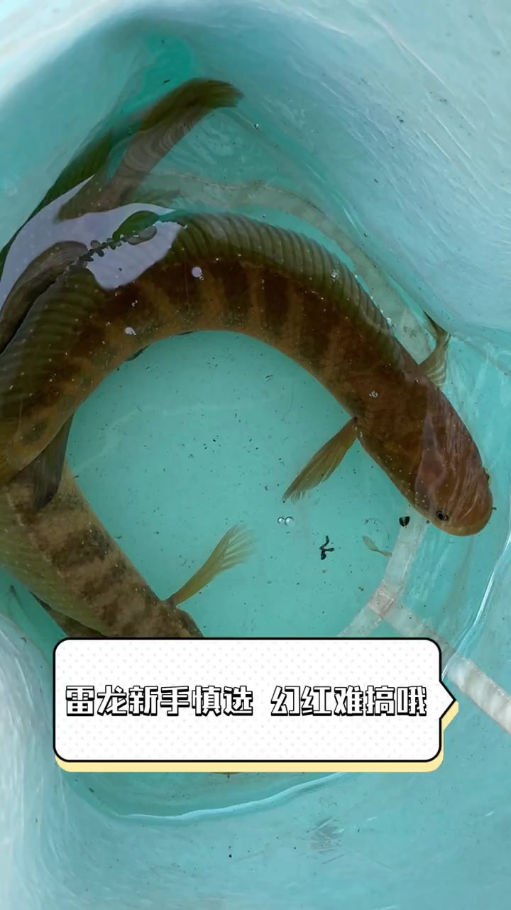 雷龙新手慎选,幻红难搞哦